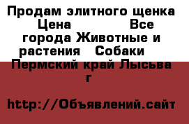 Продам элитного щенка › Цена ­ 30 000 - Все города Животные и растения » Собаки   . Пермский край,Лысьва г.